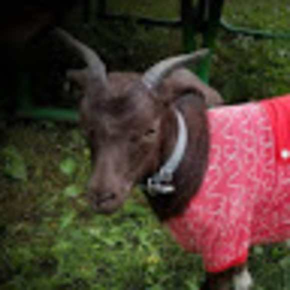 Meet your Posher, Brian - Picture 1 of 1